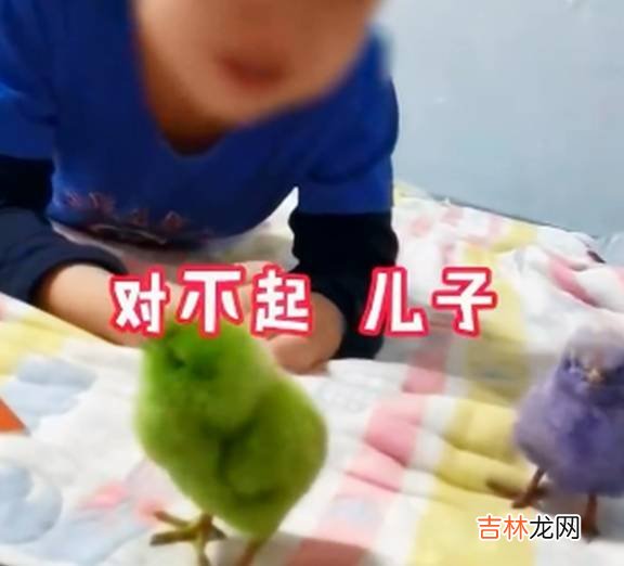 5岁男孩看到爸爸送的两只小鸡，哽咽泪下：它们和我一样没有妈妈