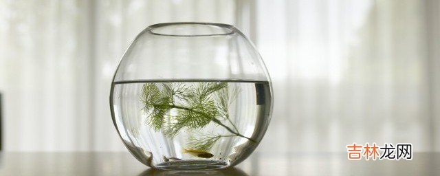 鱼缸不供氧气鱼可以活多久