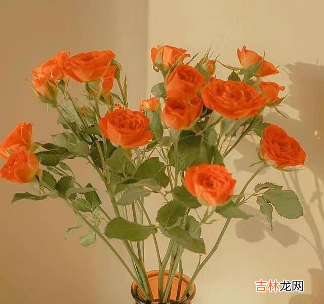 女人的“面相”，能看出一个家是否“兴旺”！