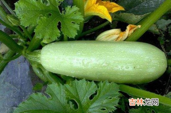 西葫芦怎么挑