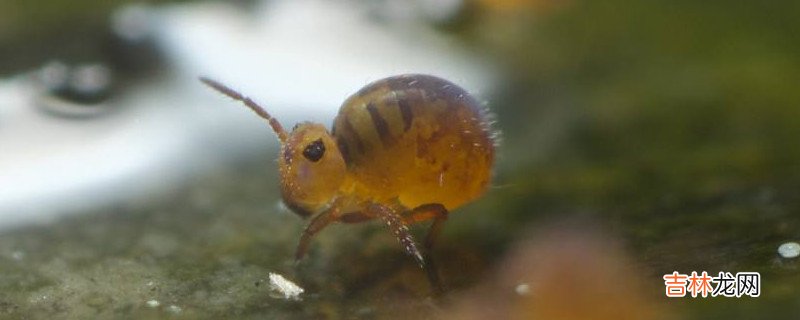 家里跳虫怎么产生的