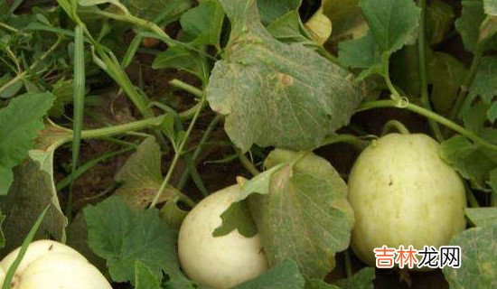 桃和甜瓜能一起吃吗