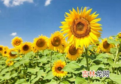 2020年四月十九-5月11日宜修坟吗,今天时辰吉凶查询！