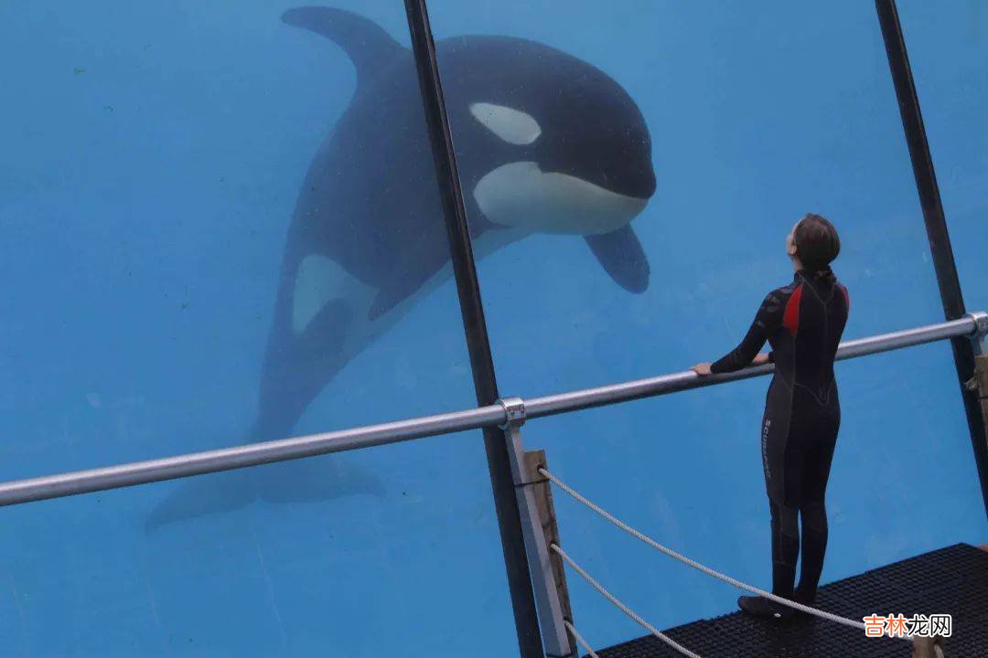 《锈与骨》:小众法式文艺片,不煽情却感动满满!