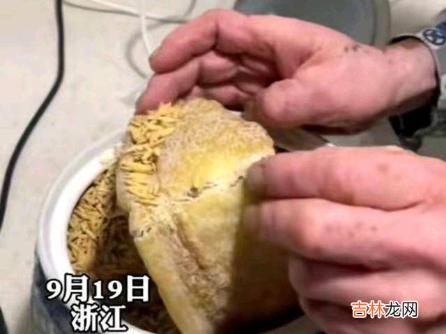 老人花2700买鱼胶保存10年，舍不得吃留给孙子长身体，隔代亲才亲