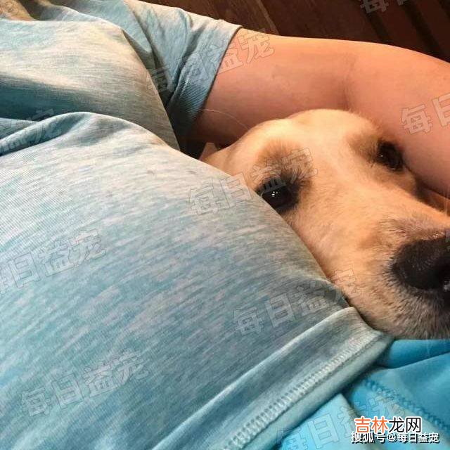 主人怀孕数月，黄花狗子却开始悄悄产奶，汪：我也想帮忙奶孩子