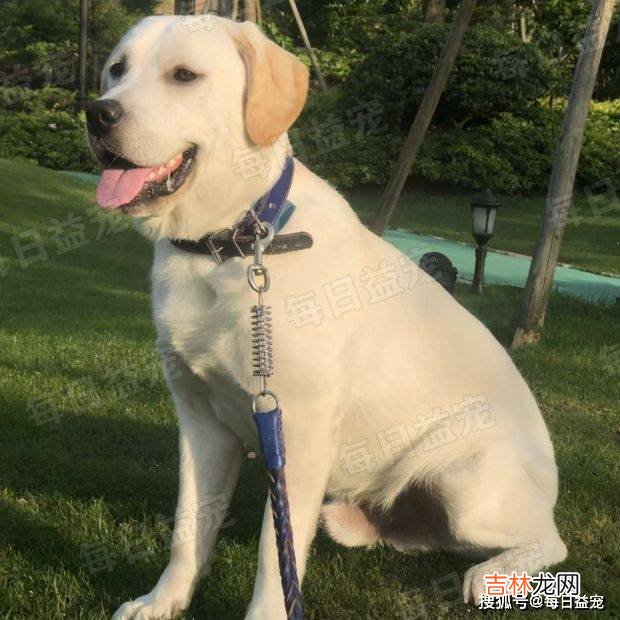 主人怀孕数月，黄花狗子却开始悄悄产奶，汪：我也想帮忙奶孩子