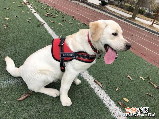 主人怀孕数月，黄花狗子却开始悄悄产奶，汪：我也想帮忙奶孩子