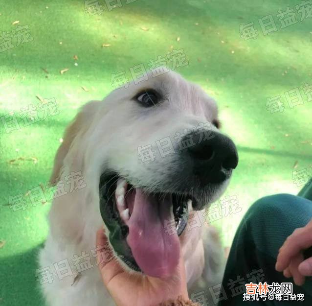 主人怀孕数月，黄花狗子却开始悄悄产奶，汪：我也想帮忙奶孩子