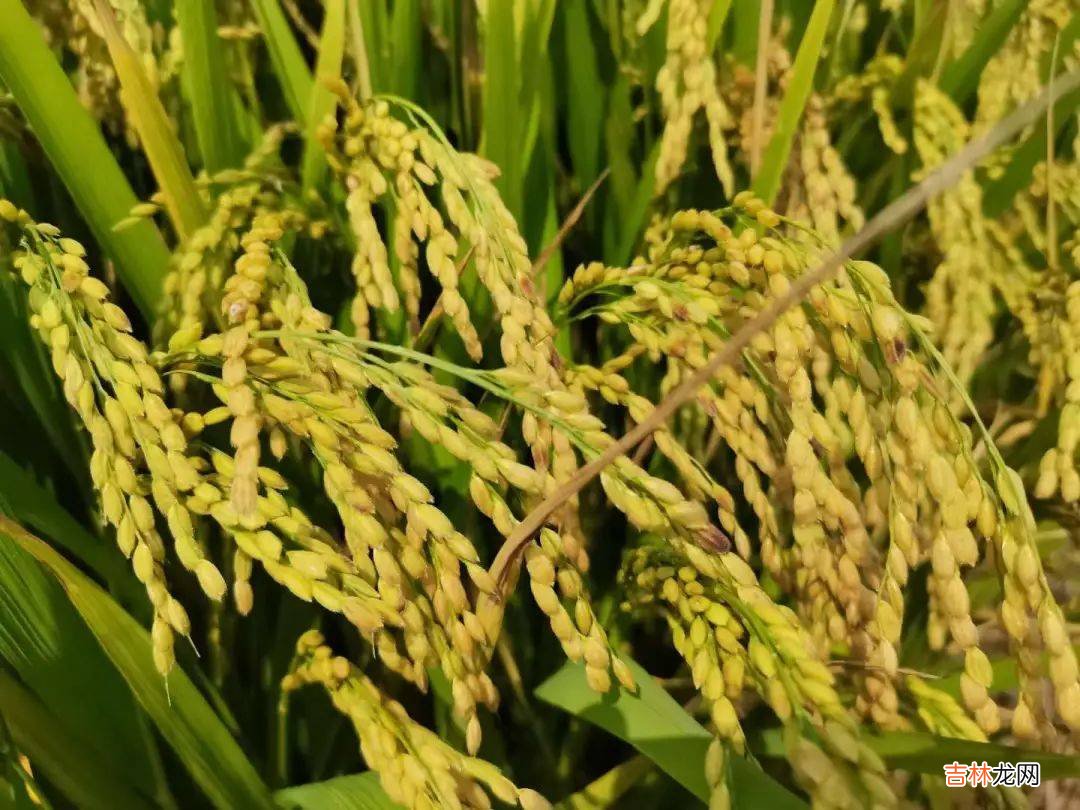 好米知时节 | “稻”现场 粒归仓 沿黄收割水稻综合劳动实践课程