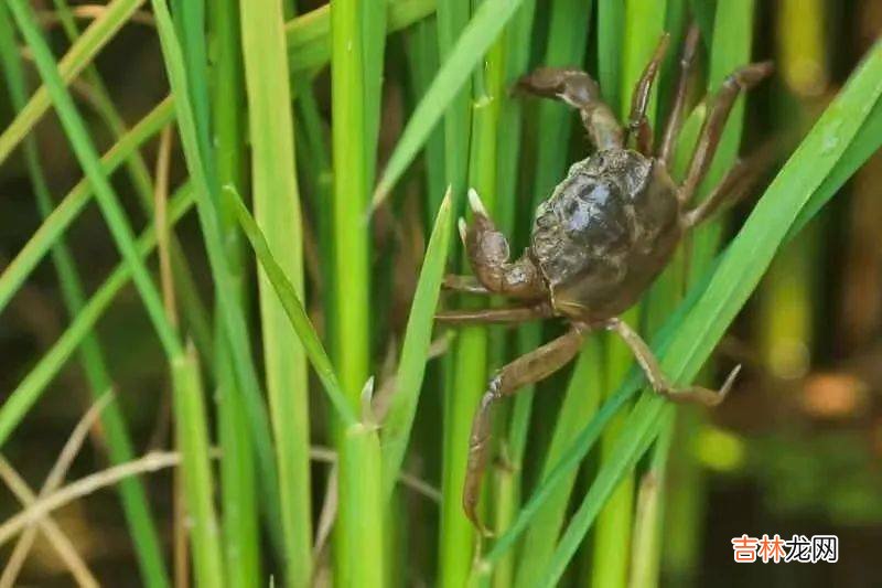 好米知时节 | “稻”现场 粒归仓 沿黄收割水稻综合劳动实践课程