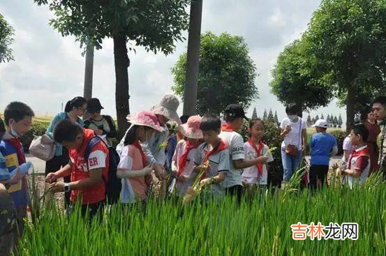 好米知时节 | “稻”现场 粒归仓 沿黄收割水稻综合劳动实践课程