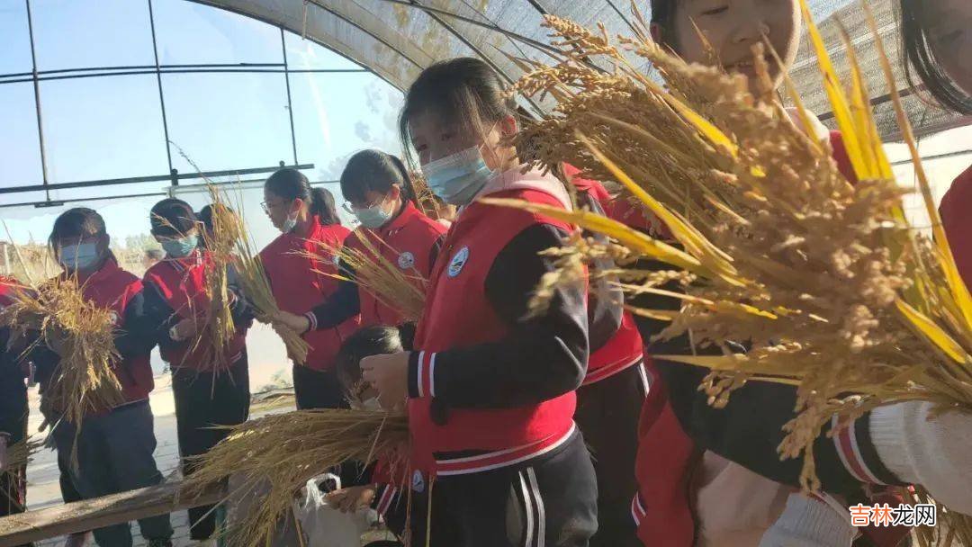 好米知时节 | “稻”现场 粒归仓 沿黄收割水稻综合劳动实践课程