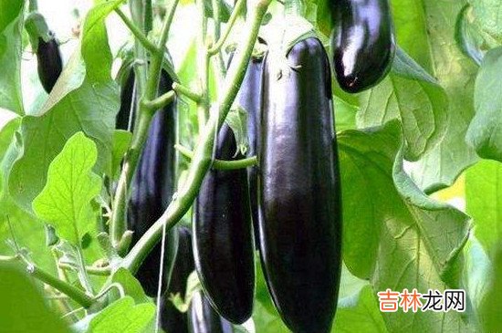 立秋吃什么传统食