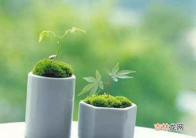 2020年植树节这天可以搬家吗？适合乔迁吗？