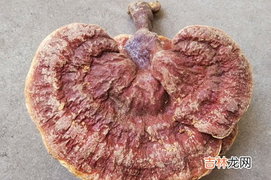 桑黄和灵芝的区别