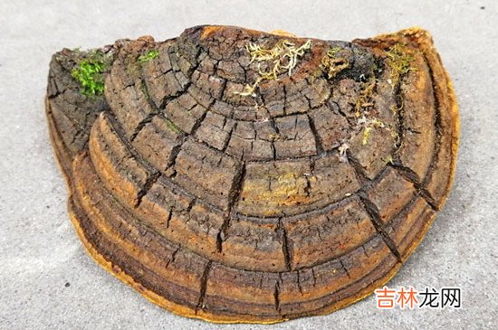 桑黄和灵芝的区别