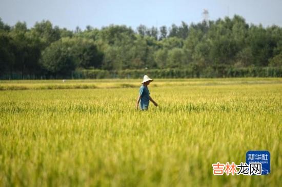 本文转自：新华网村民在梯田中收割水稻（9月7日摄）。|今日秋分第五届中国农民丰收节如约而至