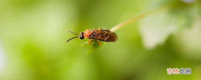 房间小飞虫根治办法