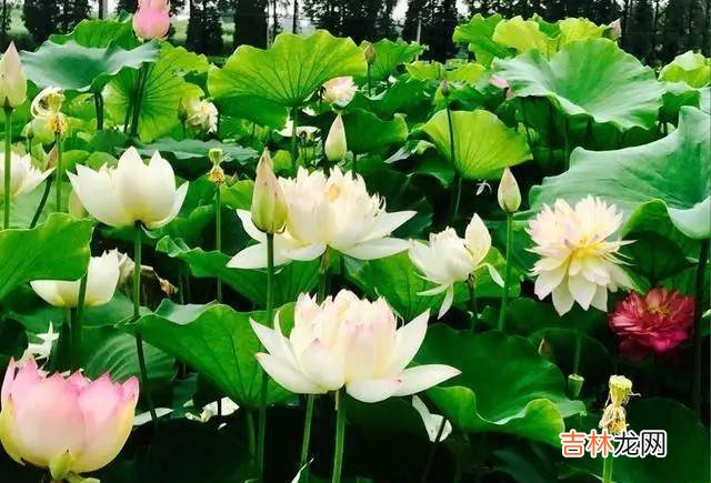 俗语“6月初6龙晒甲，大姑小姑回娘家”：六六大顺日记得3做3不能