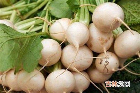 萝卜和梨能一起吃吗