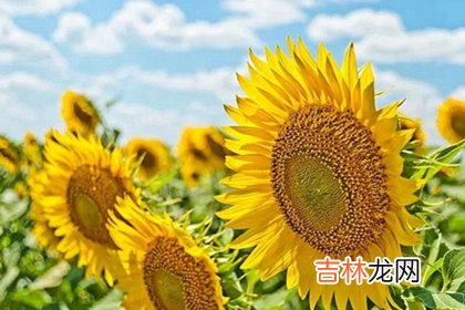 2020年鼠年农历四月初四-4月26日是修坟黄道吉日吗?