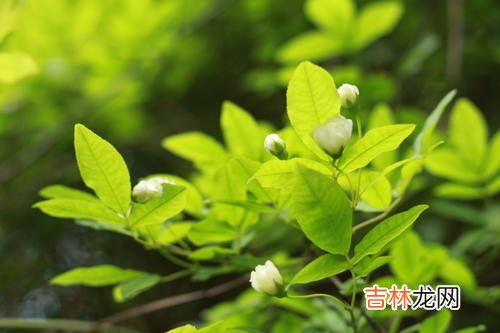 2020年立夏节气—农历四月十三理发日子好吗，冲什么？