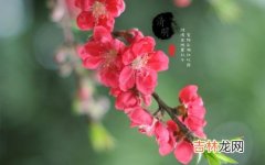 2020庚子鼠年清明节结婚好吗，结婚有什么禁忌？