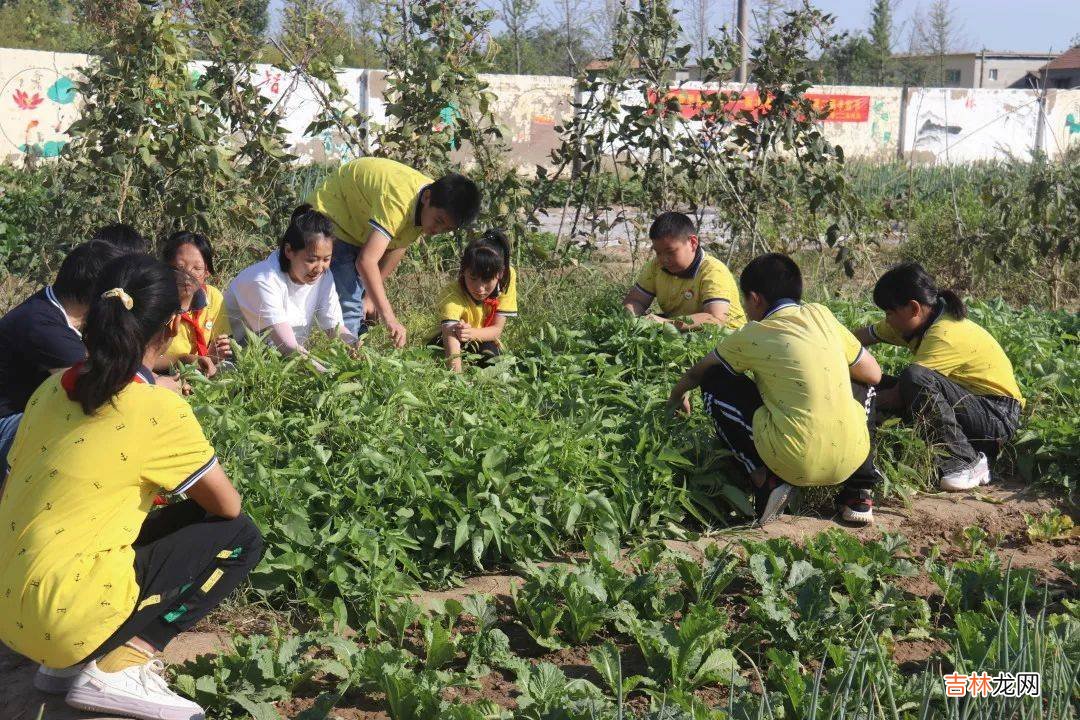 丰收耕读苑，劳动乐开颜——衡水市利民路小学举办第二届丰收节