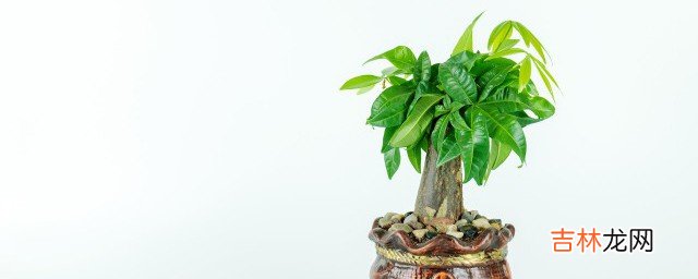门店里摆放什么聚财
