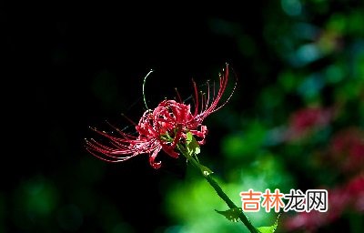 2020年农历四月初八日是适合祭祀祭祖的日子吗?