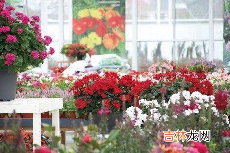 游在崇明，学在路上！线路二十九：崇明智慧生态花卉园
