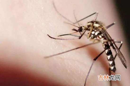 穿什么颜色的衣服容易被蚊子叮