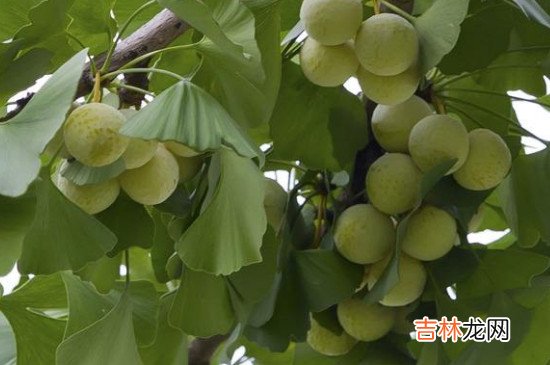 银杏果泡水喝怎么处理