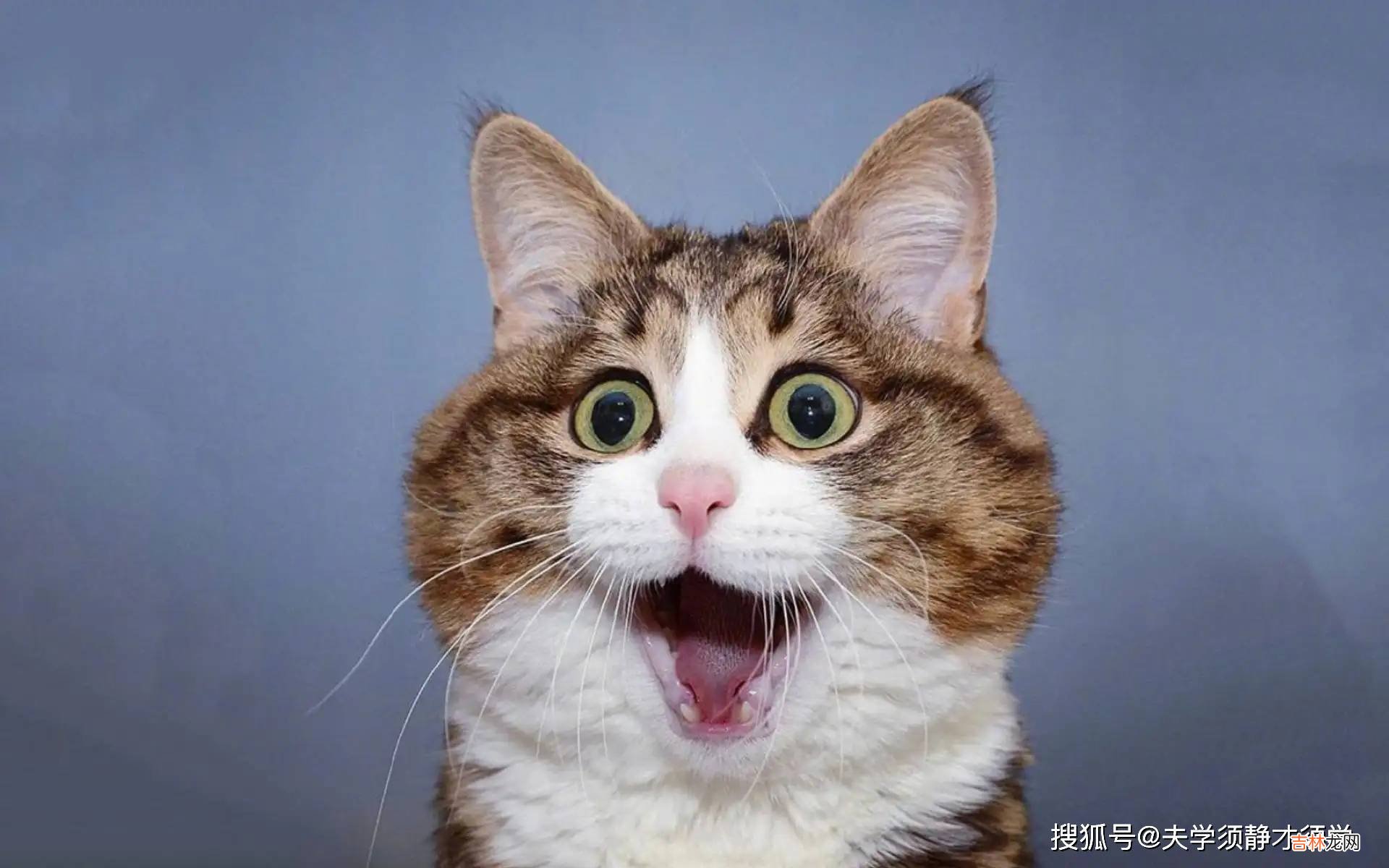 搞笑段子：晚饭过后，媳妇说道：不行，你得心里承受能力比我强！
