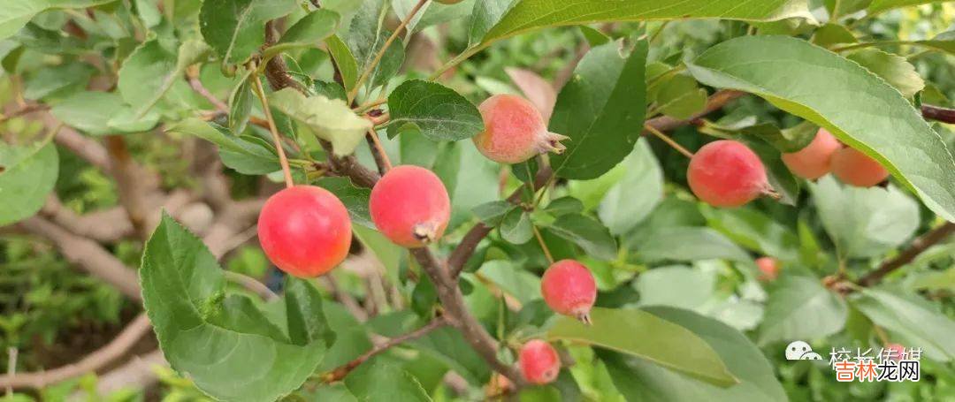 杨健:乡村教育不能等待