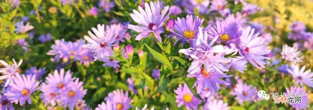 杨健:乡村教育不能等待