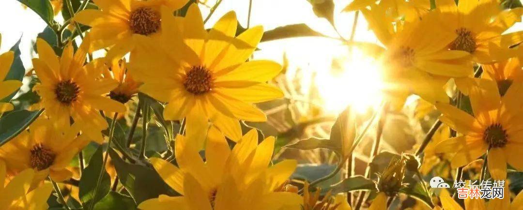 杨健:乡村教育不能等待