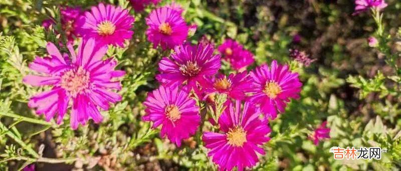 杨健:乡村教育不能等待