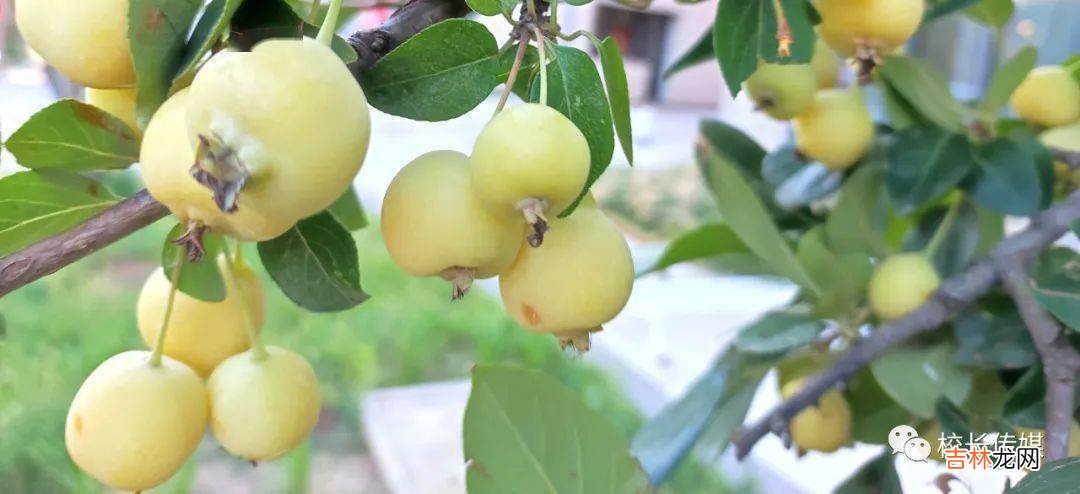 杨健:乡村教育不能等待