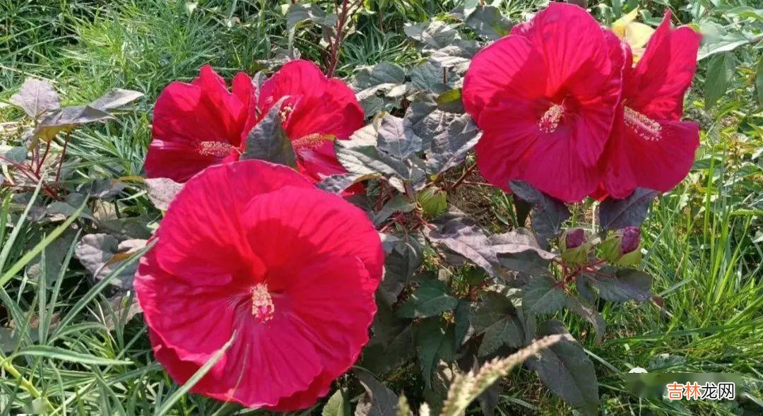 杨健:乡村教育不能等待