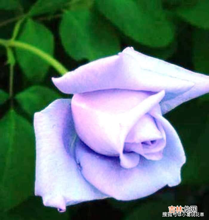 人生感悟：人生在世，无非是笑笑别人，然后再让别人笑笑自己