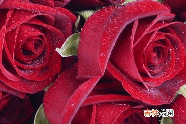婆婆“不敢惹”的三生肖女，看上去脾气好，发起脾气来无人能及