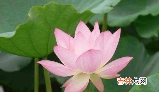 婆婆“不敢惹”的三生肖女，看上去脾气好，发起脾气来无人能及