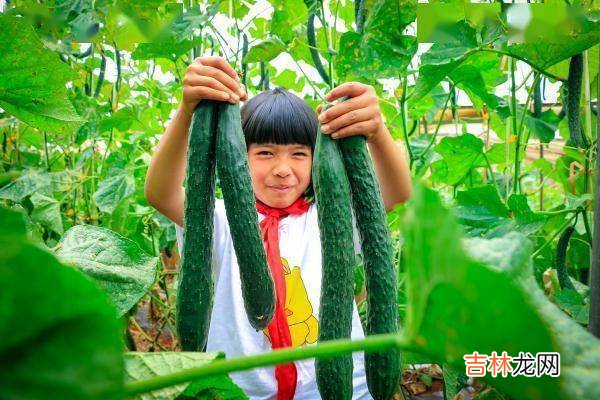 在这所云南村小，上千师生三餐吃的都是自己种的