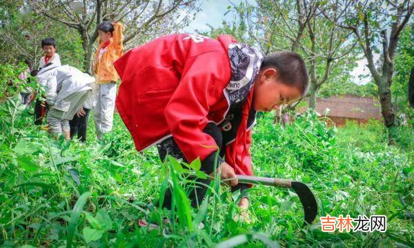 在这所云南村小，上千师生三餐吃的都是自己种的