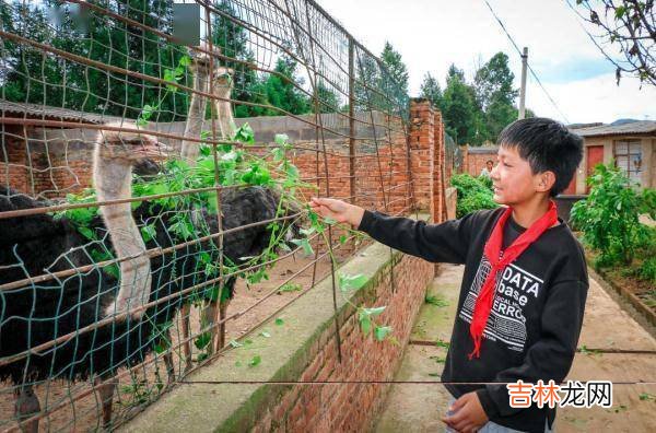 在这所云南村小，上千师生三餐吃的都是自己种的