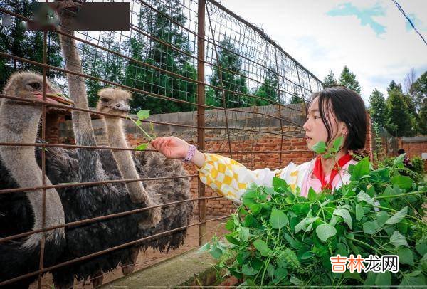 在这所云南村小，上千师生三餐吃的都是自己种的