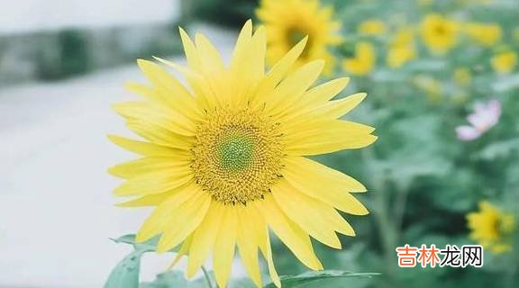 不到20天，2名小学生自杀身亡，我们的教育到底怎么了？