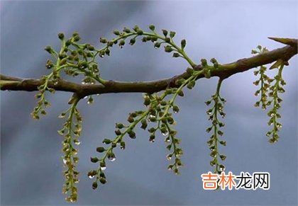 算卦,2020年清明节前一天忌结婚嫁娶吗,清明节插柳有什么说法？